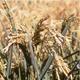 riz de camargue