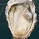 huitres marennes d'oleron