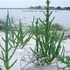 salicornes baie de somme