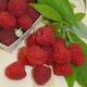 famille Ducros Producteur de confiture LA SAVEUR DES FRUITS ROUGES