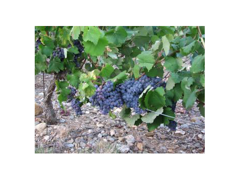 Domaine Mas Almes