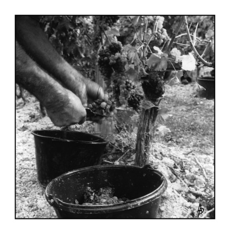 Domaine d'Escausses