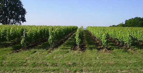 Château Haute Fonrousse