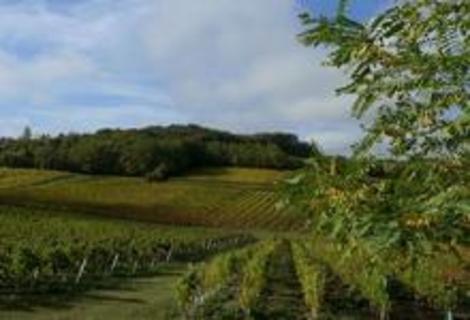 Vignobles Artaud