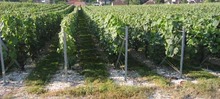 CHAMPAGNE PASCAL LEJEUNE
