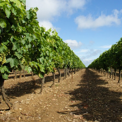 Les vignes du cognaçais dont on produit le fameux alcool