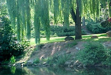 Le Thouet à Parthenay
