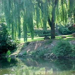 Le Thouet à Parthenay