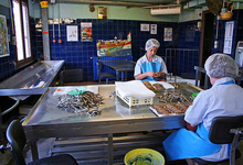 Société d'exploitation Roque. Anchois Roque