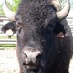 SCEA BISONS DU PERIGORD