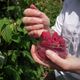 FERME FRUIROUGE