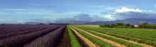 Les Pastinades de Valensole