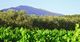 CLOS DES PATRIS