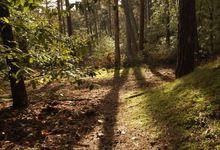 La forêt de Fontainebleau