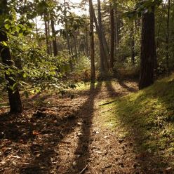 La forêt de Fontainebleau