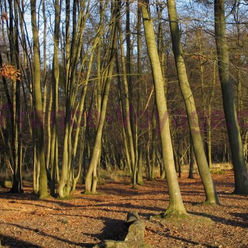 La forêt de Rambouillet