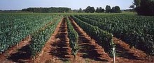 DOMAINE DE MONTELS