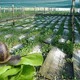 escargots niou d'helix