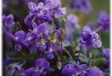 violette