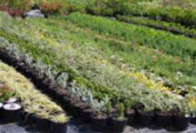 les serres de bouleurs
