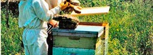 La grange aux abeilles