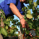 Domaine Grand Guilhem