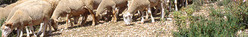 Zone de production de l'agneau de Sisteron
