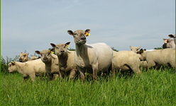 Zone de production de l'agneau du Poitou-Charentes