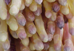 Zone de production des asperges des sables des Landes