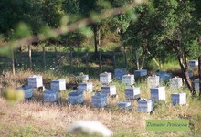 Domaine Petricajola