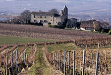 un paysage de vigne du Gaillacois
