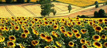 un paysage du Lauragais