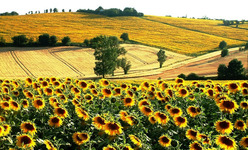 un paysage du Lauragais