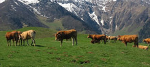 un paysage de la Vallée de l'Aure