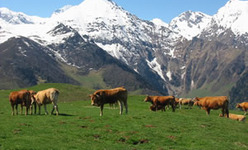 un paysage de la Vallée de l'Aure