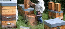 apiculture