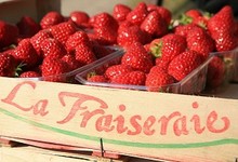 fraises la fraiseraie