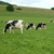 La viande bovine d'ile-de-france
