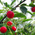 La cerise de montmorency