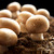 Le champignon de paris