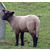L'agneau de pré-salé de la baie du mont st michel