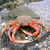 L'araignée de mer