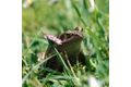 La grenouille de la dombes