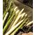 L'asperge des sables des Landes