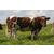 boeuf Maine Anjou