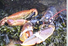 Patron pêcheur Gérard RICHARD
