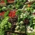 légumes des hortillonnages