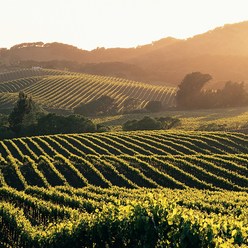 vignes de l'Orxois