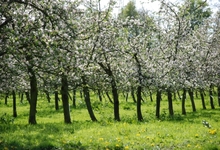Domaine Duclos Fougeray