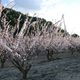 abricotiers en fleur